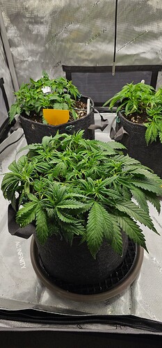 Growreport Bild 4