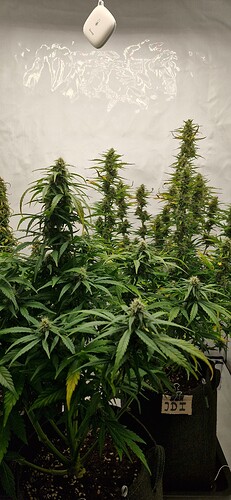 Growreport Bild 3