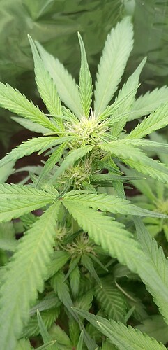 IMG_20240526_180753