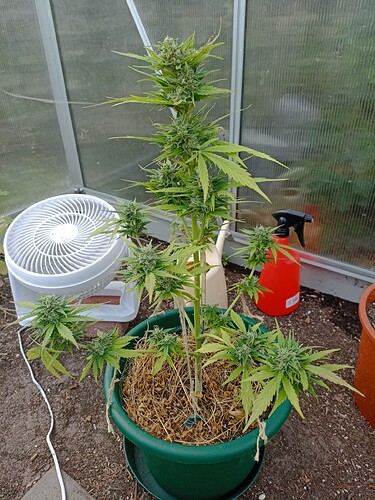 Growreport Bild 3
