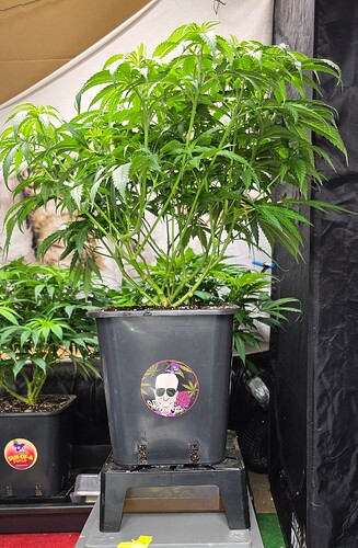 Growreport Bild 15