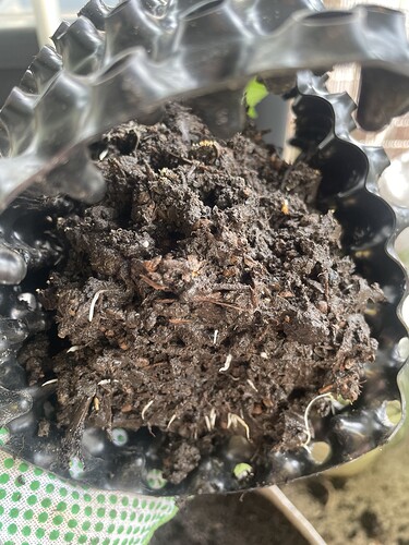 Growreport Bild 6