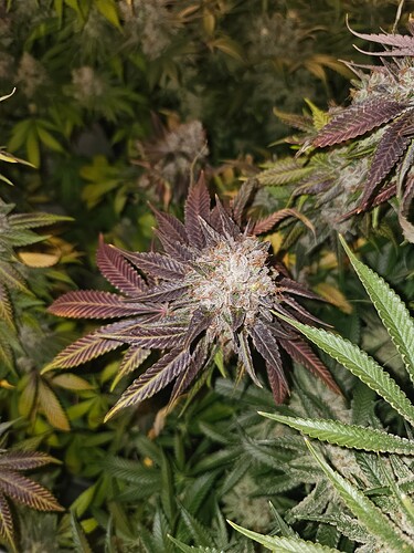 Growreport Bild 1