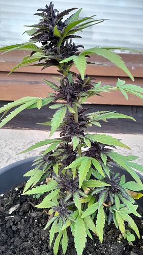 Growreport Bild 5