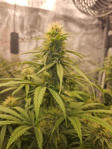 Growreport Bild 6