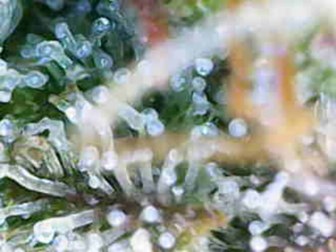 Growreport Bild 23