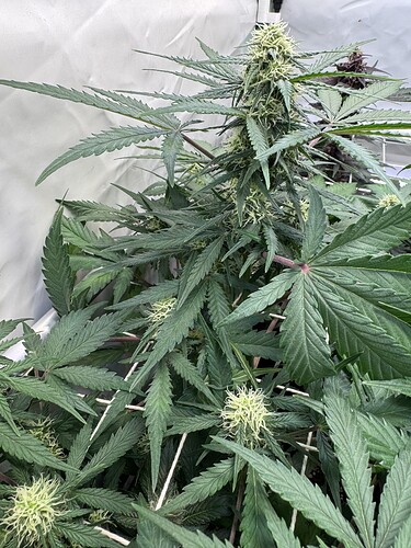 Growreport Bild 6