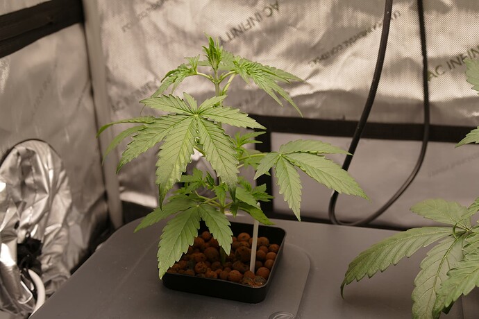 NL1_A_KT21_1