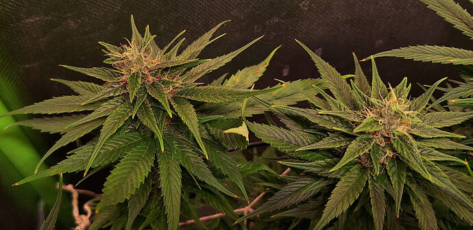 Growreport Bild 11