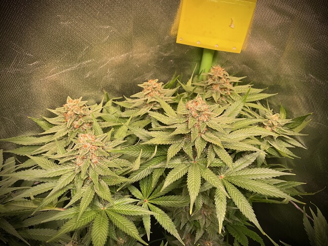 Growreport Bild 15