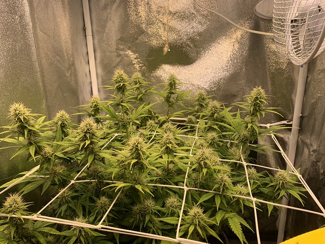 Growreport Bild 3