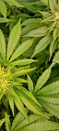 Growreport Bild 5