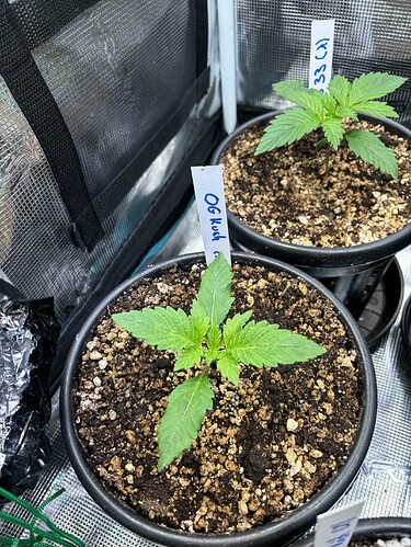 Growreport Bild 20