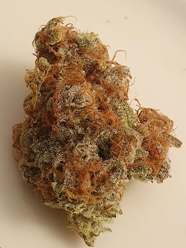 Growreport Bild 39
