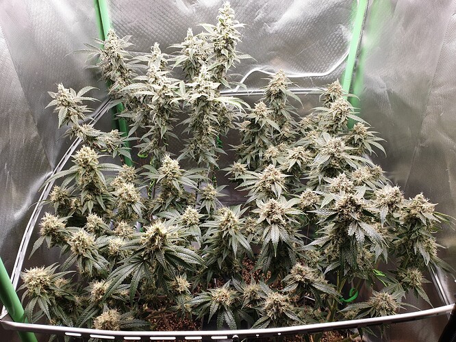 Growreport Bild 1