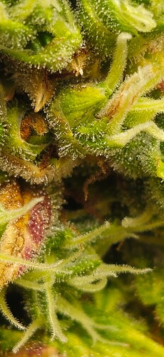 Growreport Bild 31
