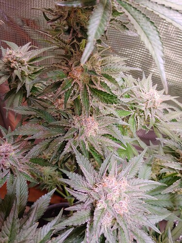 Growreport Bild 5