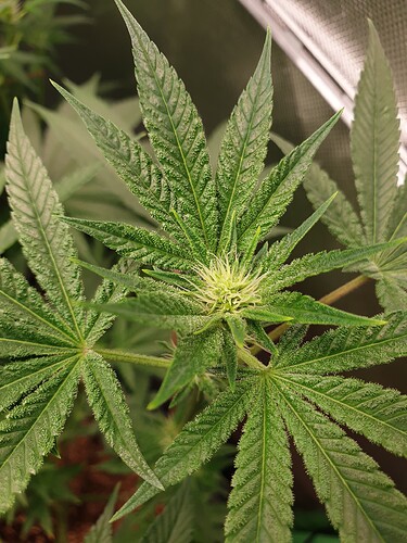 Growreport Bild 3