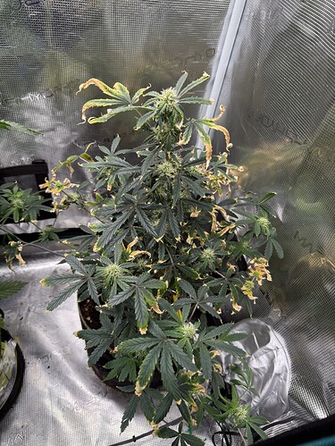 Growreport Bild 2