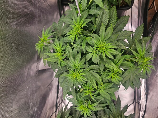 Growreport Bild 36