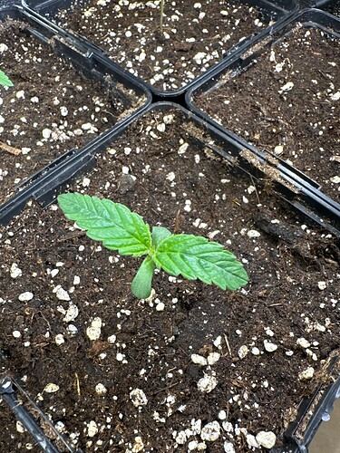 Growreport Bild 5