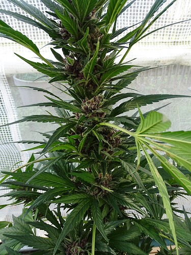 Growreport Bild 33