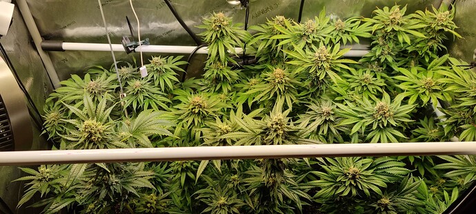 Growreport Bild 39