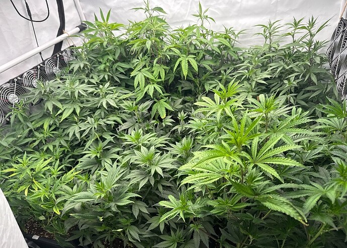 Growreport Bild 7