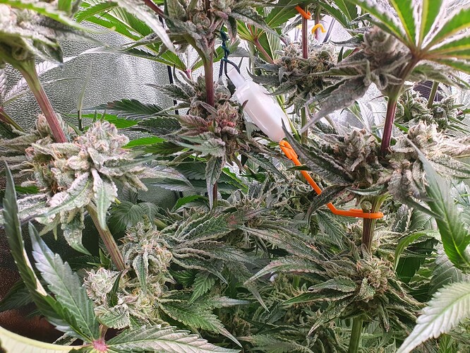 Growreport Bild 2