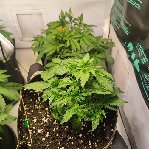 Growreport Bild 11