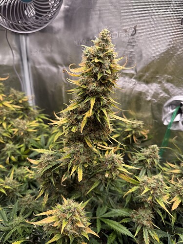 Growreport Bild 2