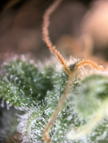 Growreport Bild 32
