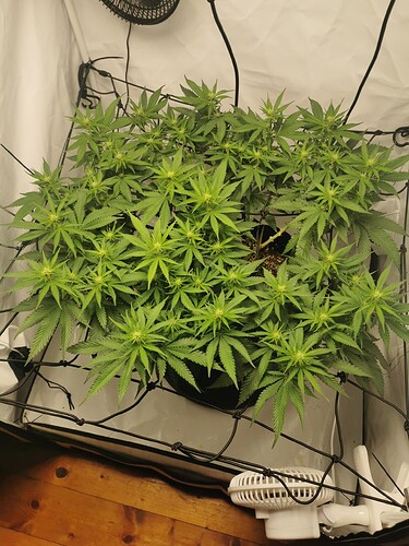 Growreport Bild 3