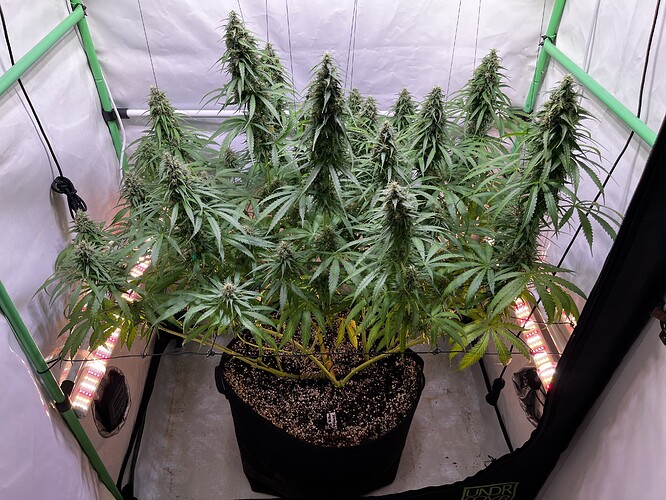 Growreport Bild 1