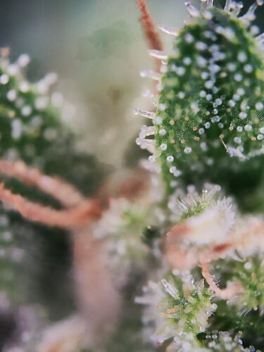 Growreport Bild 14