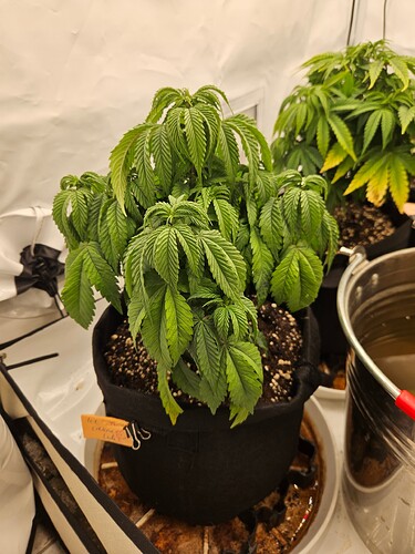 Growreport Bild 4