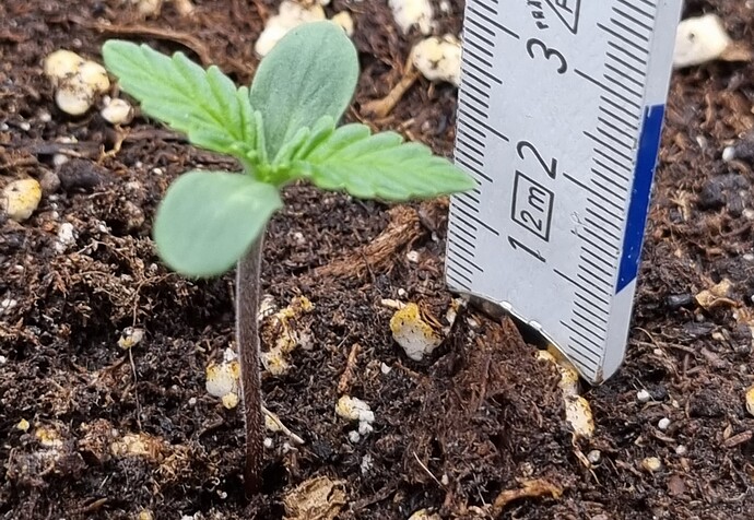 Growreport Bild 44