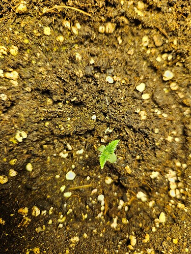 Growreport Bild 2