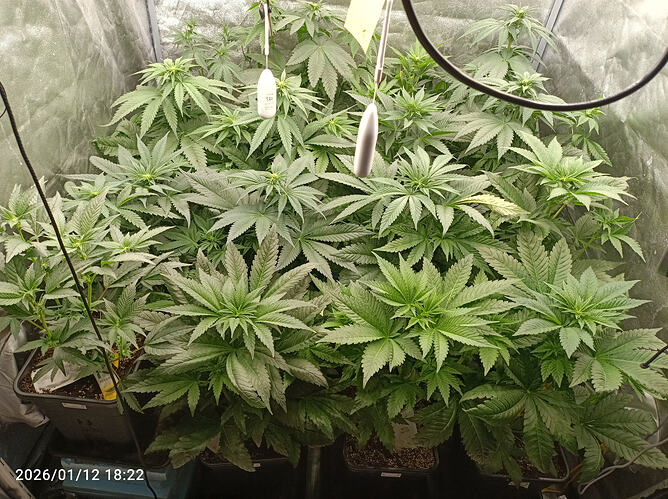 Growreport Bild 4