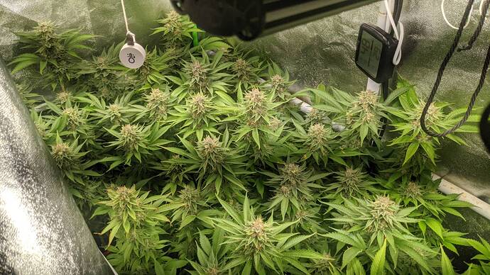Growreport Bild 9
