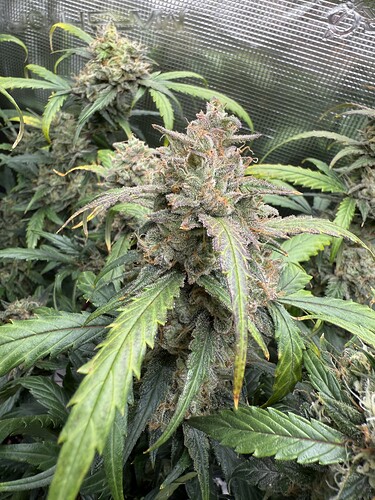 Growreport Bild 12