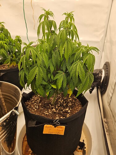 Growreport Bild 16