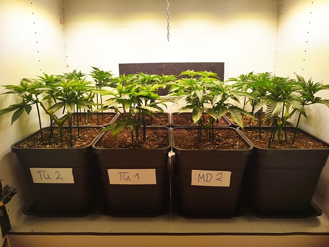Growreport Bild 3