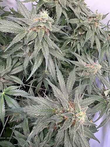 Growreport Bild 34