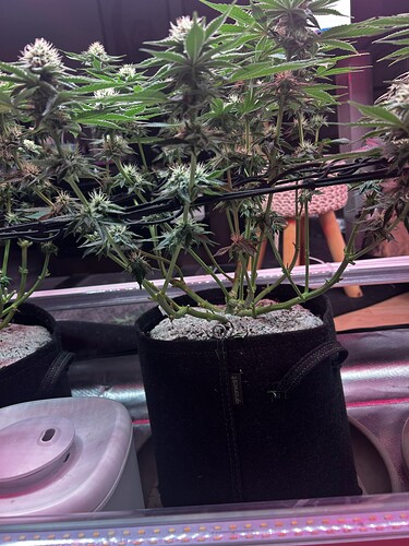 Growreport Bild 4