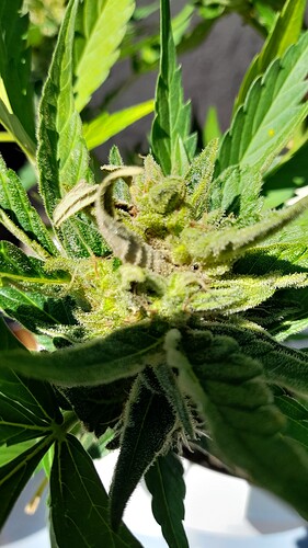 Growreport Bild 1