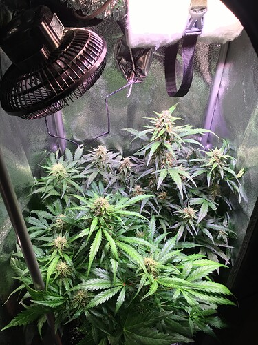 Growreport Bild 1