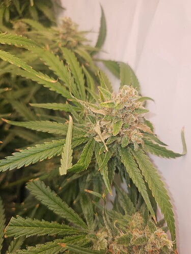 Growreport Bild 11