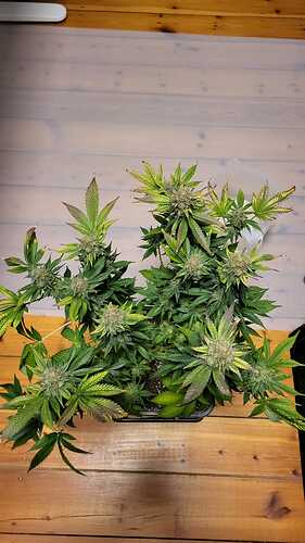Growreport Bild 30