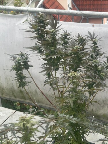 Growreport Bild 13